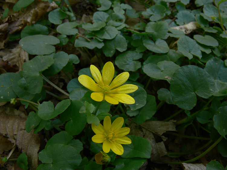 Ranunculus ficaria / Ranuncolo favagello