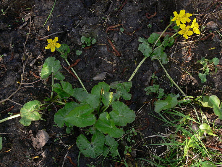 Caltha palustris / Calta palustre