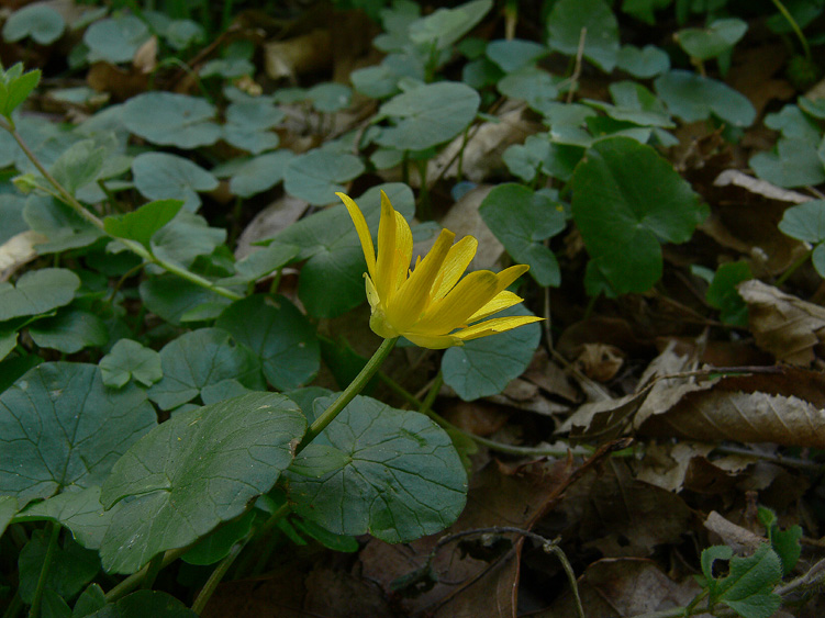 Ranunculus ficaria / Ranuncolo favagello