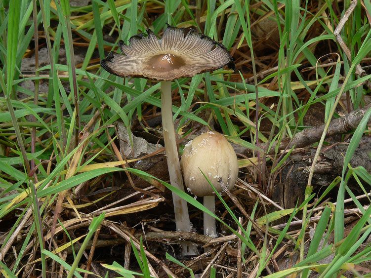 Coprinus domesticus