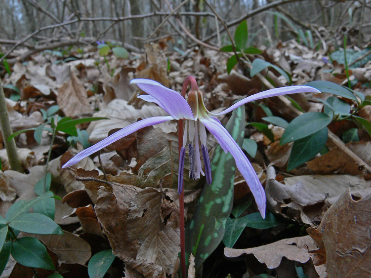 Fiori e Aphyllophorales