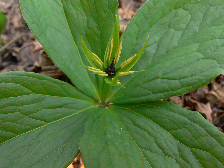 Paris quadrifolia / Uva di Volpe