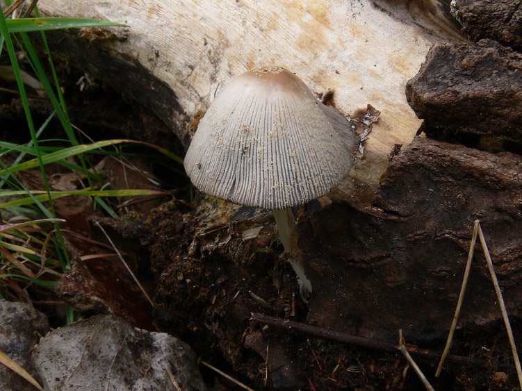 Coprinus domesticus