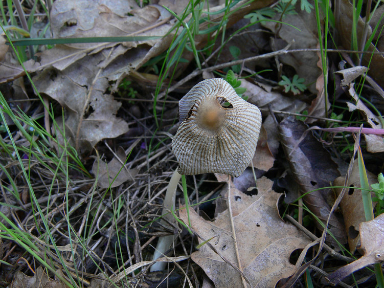 Coprinus xanthothrix