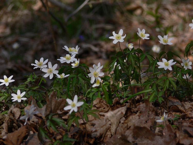 Fiori e Aphyllophorales