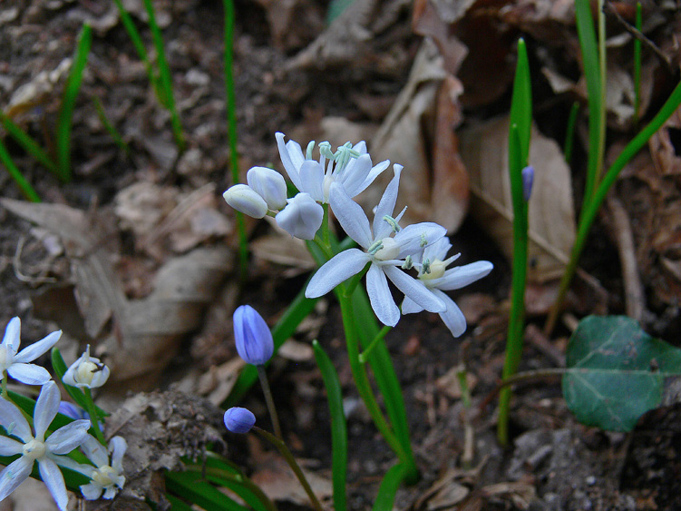 Fiori e Aphyllophorales