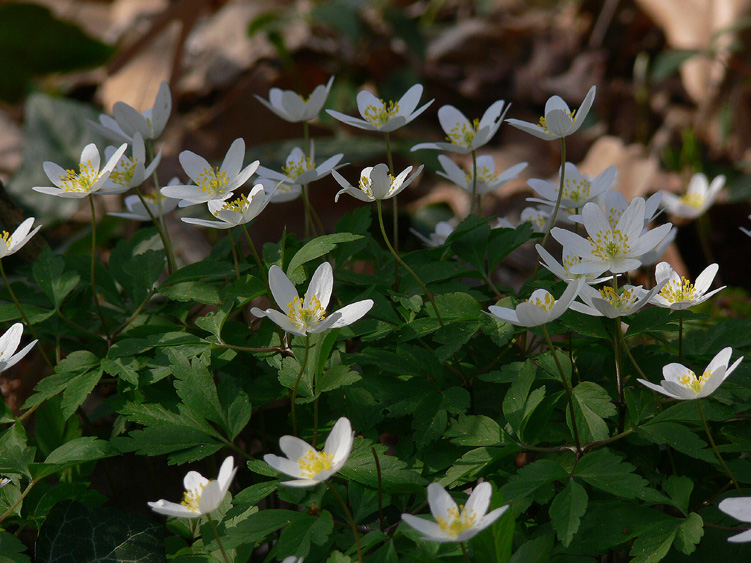 Fiori e Aphyllophorales