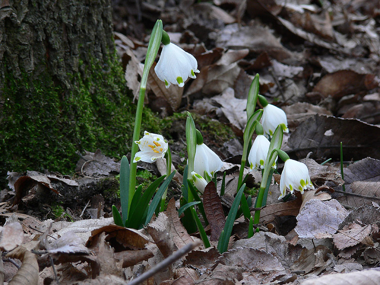 Fiori e Aphyllophorales