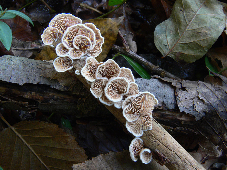 Crepidotus variabilis