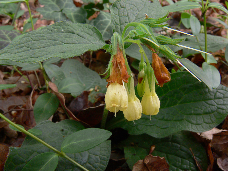 Symphytum bulbosum