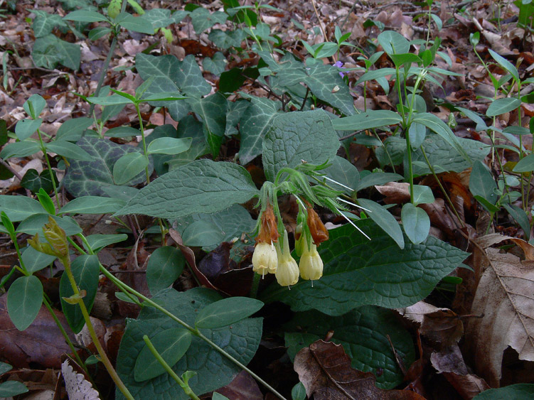 Symphytum bulbosum