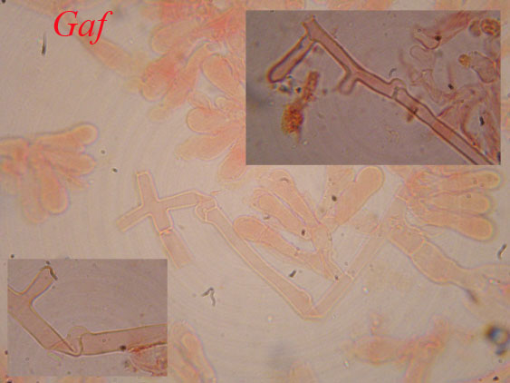 Corticioide  da identificare