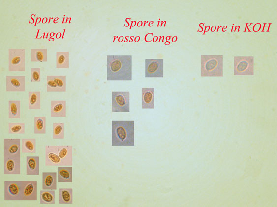 Corticioide  da identificare