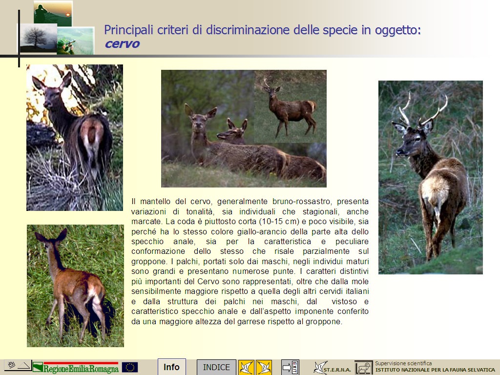 Fotografata per la prima volta la Lince appenninica