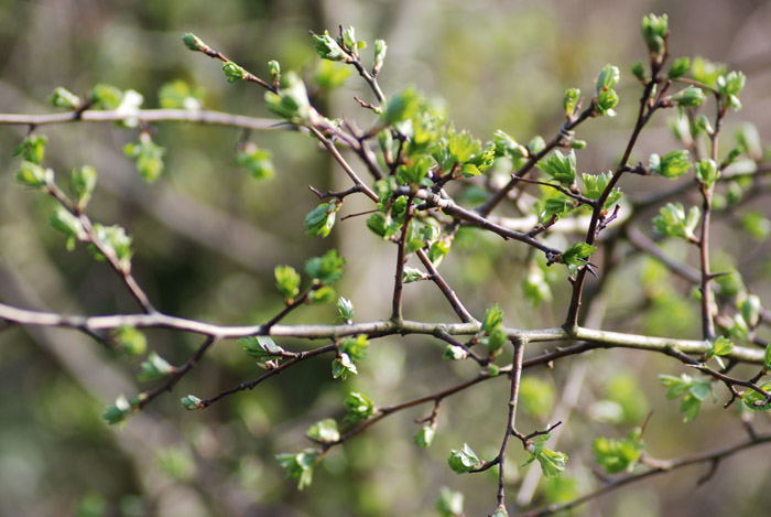 Arbusti da determinare: Cistus, Cornus, Crataegus