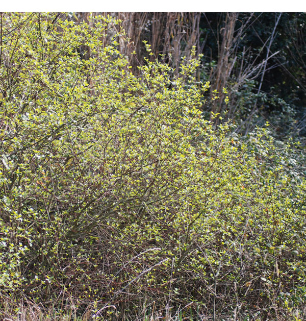 Arbusti da determinare: Cistus, Cornus, Crataegus