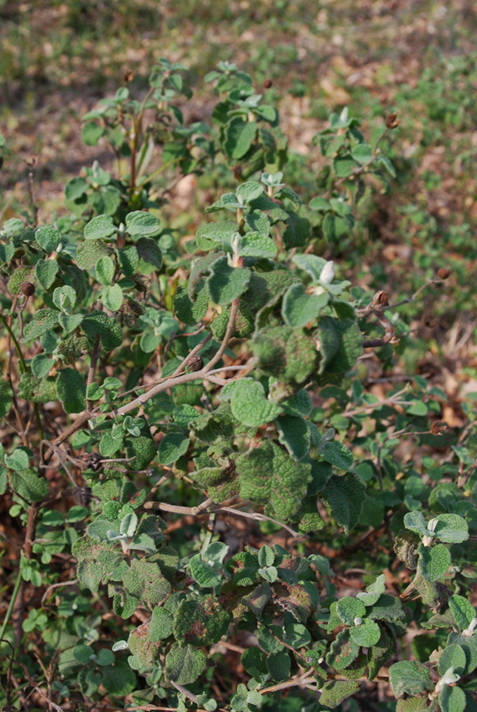 Arbusti da determinare: Cistus, Cornus, Crataegus