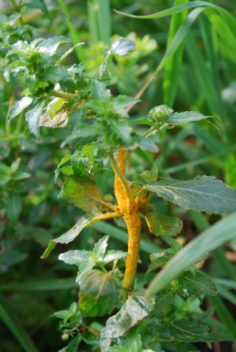 Mercurialis annua / Mercorella comune