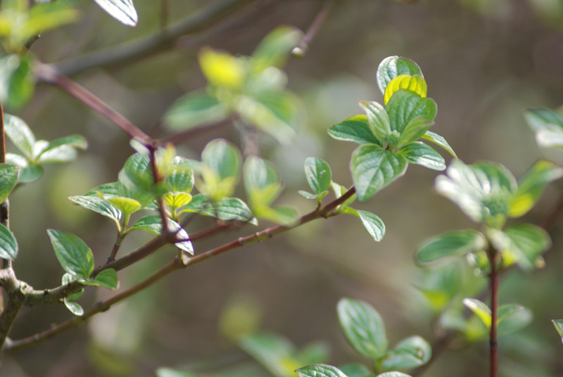 Arbusti da determinare: Cistus, Cornus, Crataegus