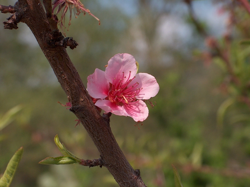 mandorlo, pesco o? Prunus dulcis var. amara