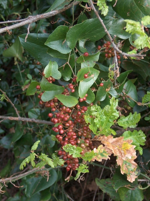 Smilax aspera / Salsapariglia