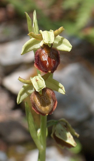 Ophrys