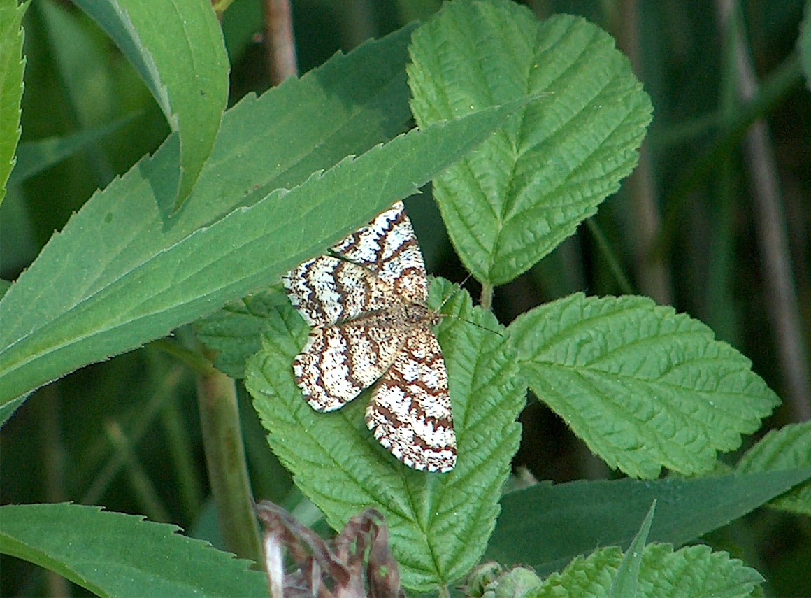 Farfallina da determinare