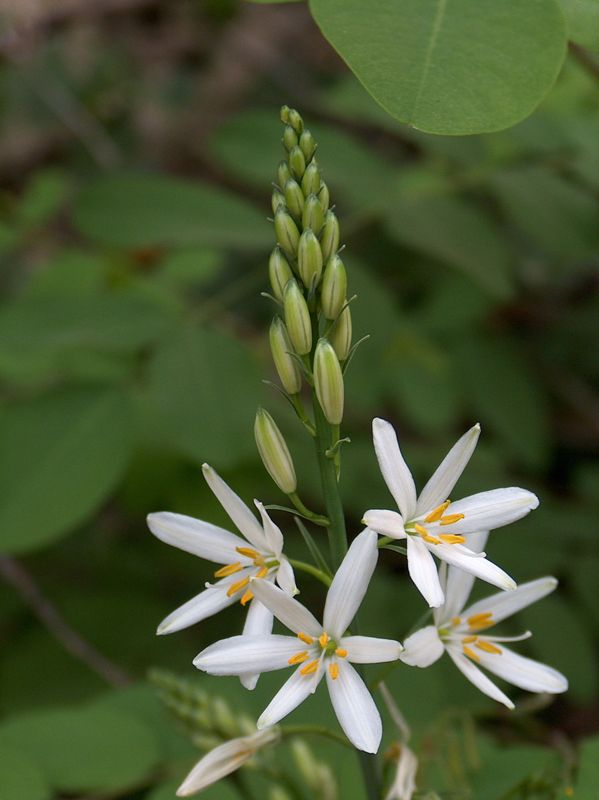 Anthericum liliago