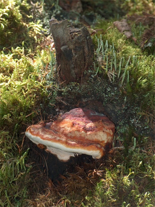 Fomitopsis pinicola - Altro lignic da Franci (Fomitopsis p.)