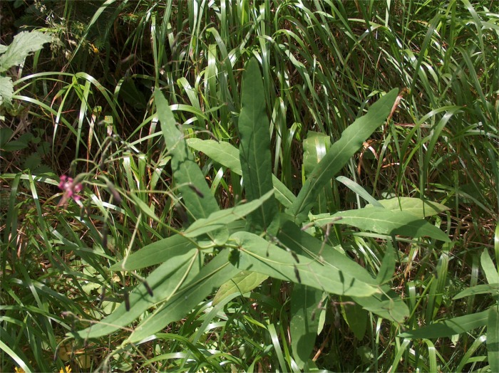 Prenanthes purpurea / Lattuga montana