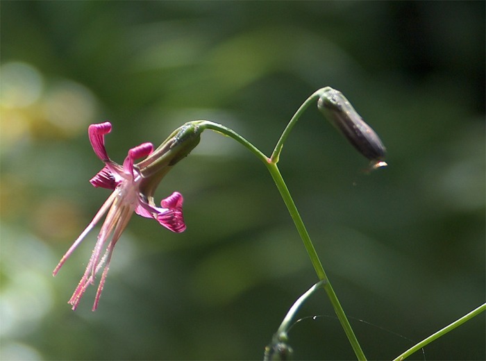 Prenanthes purpurea / Lattuga montana