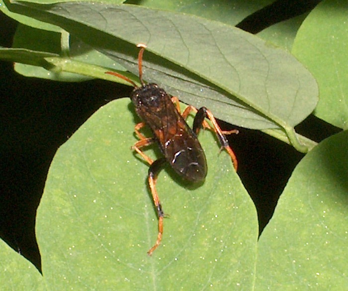 Tenthredinidae sconosciuto (Hymenoptera, Symphyta)