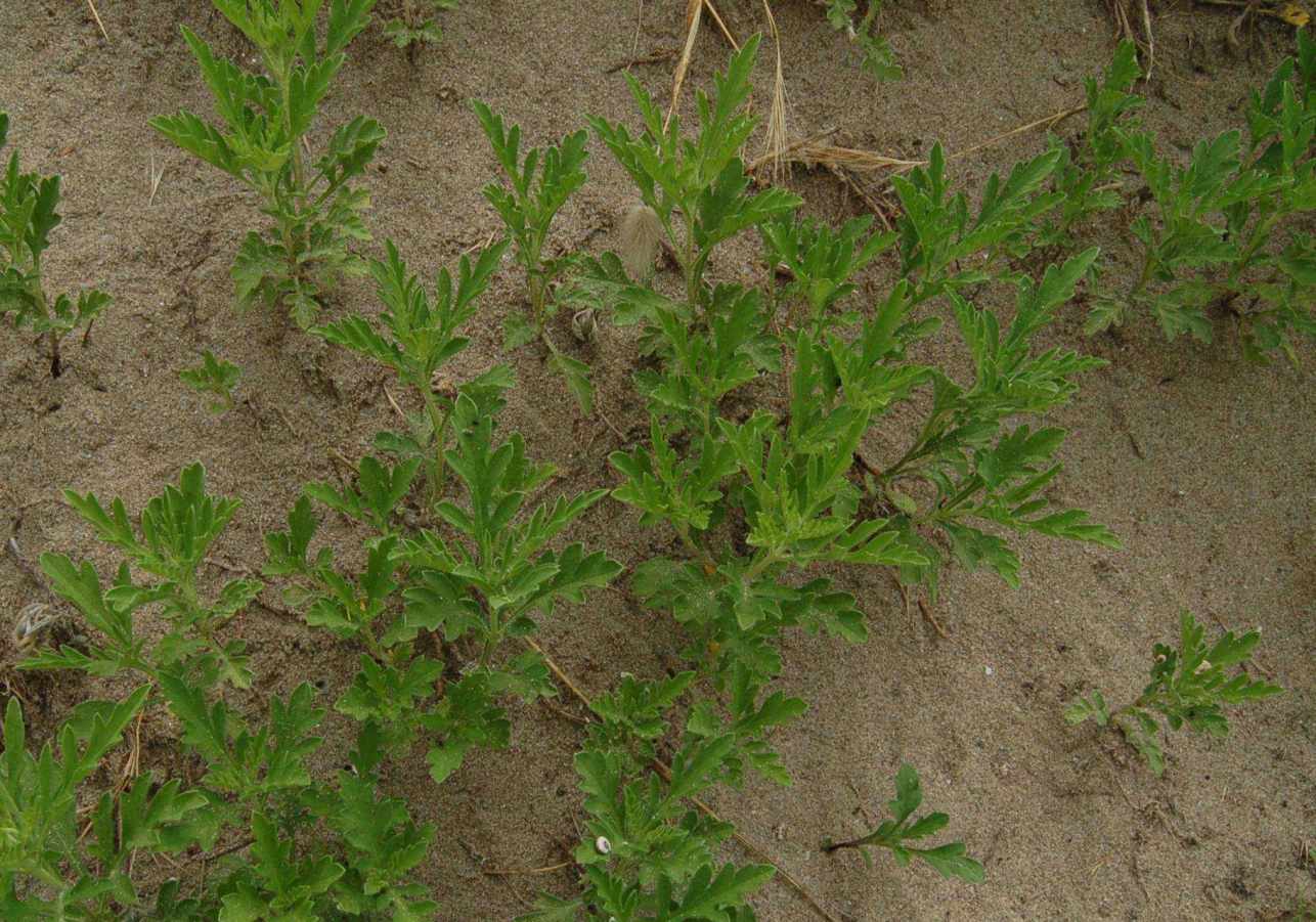 Ambrosia maritima, Cyperus capitatus e Atriplex sp.