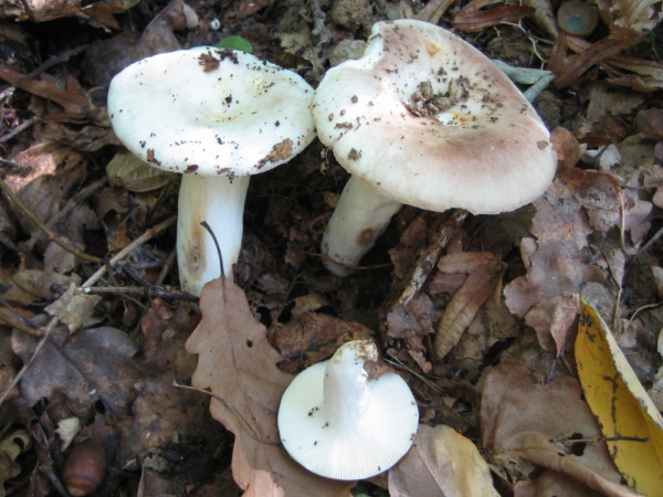 Russula vesca