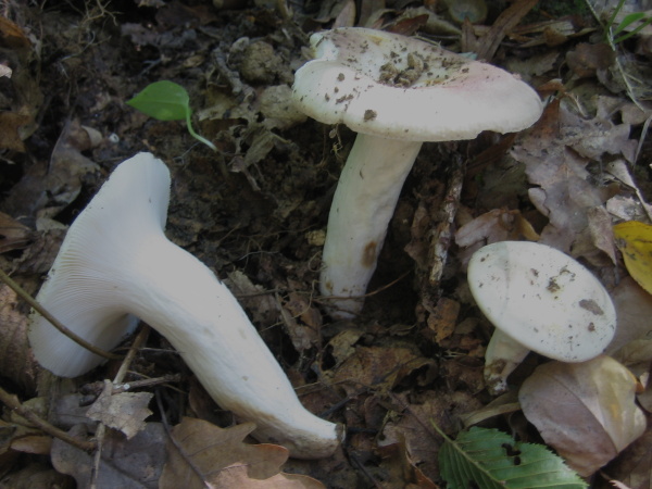 Russula vesca