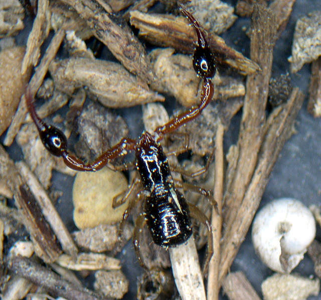 Pseudoscorpione, Neobisiidae