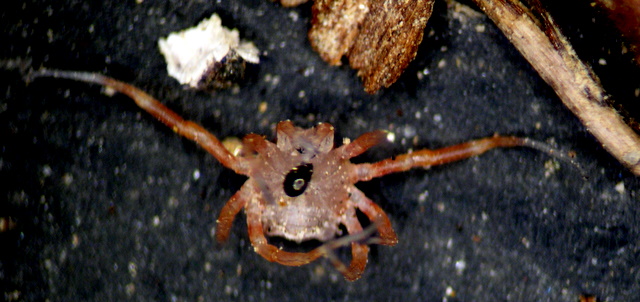 Pseudoscorpione, Neobisiidae