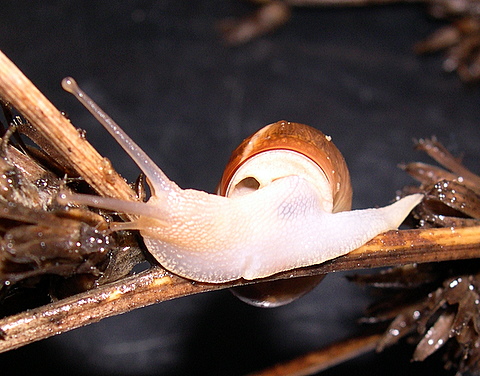 Monacha (Eutheba)cf.parumcincta