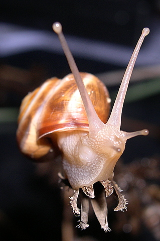 Monacha (Eutheba)cf.parumcincta