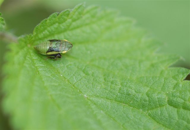 Ninfa di Cicadellidae e Oulema sp.