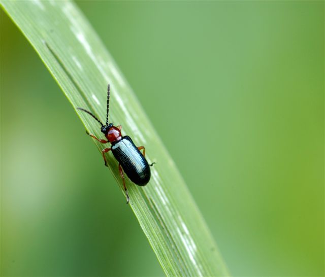 Ninfa di Cicadellidae e Oulema sp.