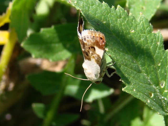 Acontia lucida   ?