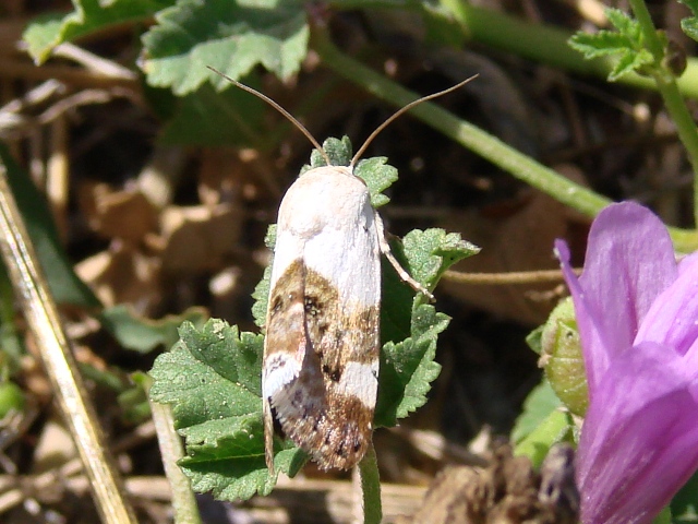 Acontia lucida   ?