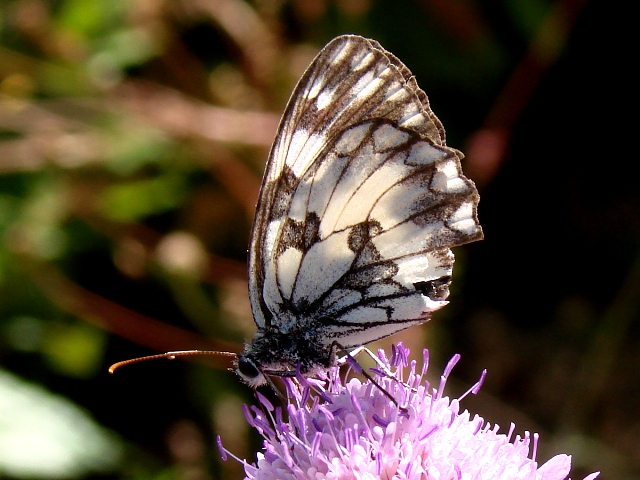 Melanargia galathea ?