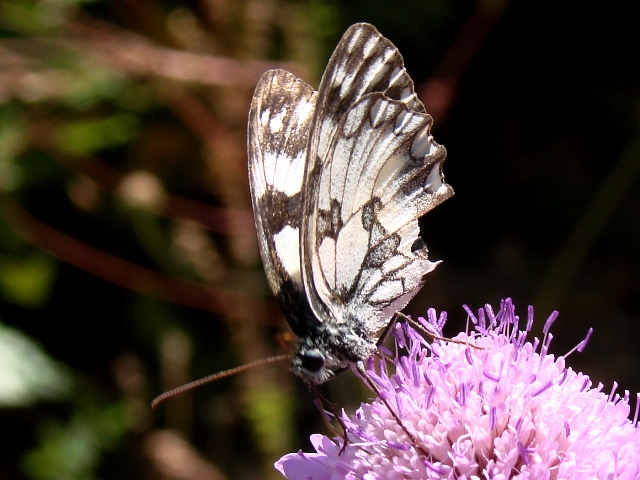 Melanargia galathea ?