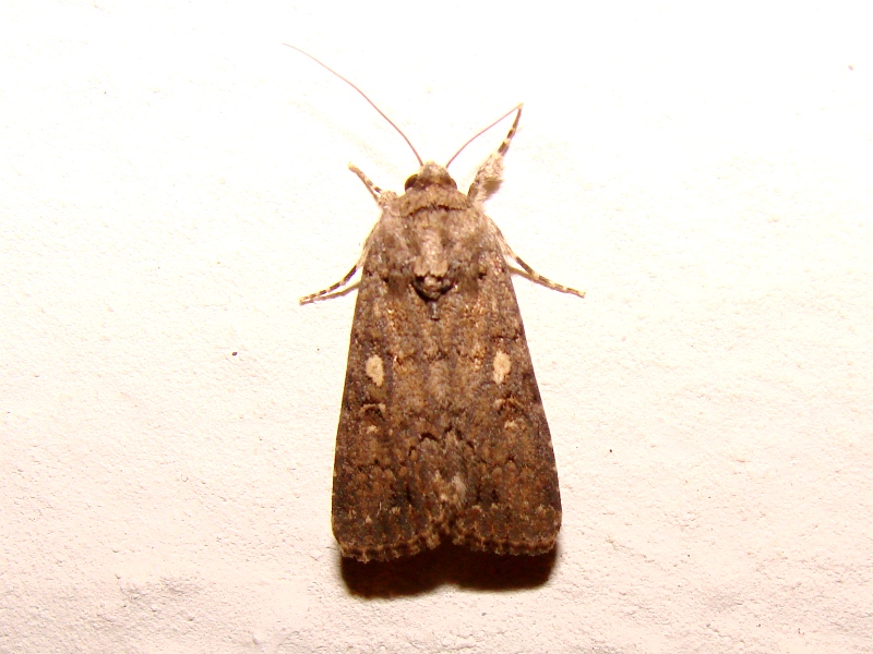 Amphipyra ? - Parnassius apollo e Spodoptera cilium