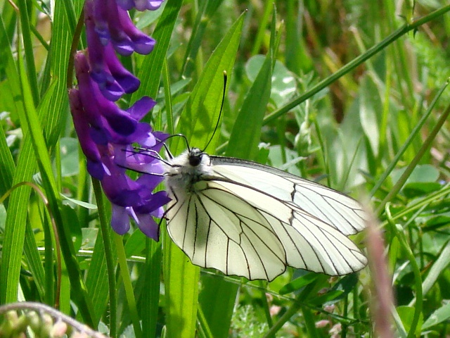 Aporia crataegi