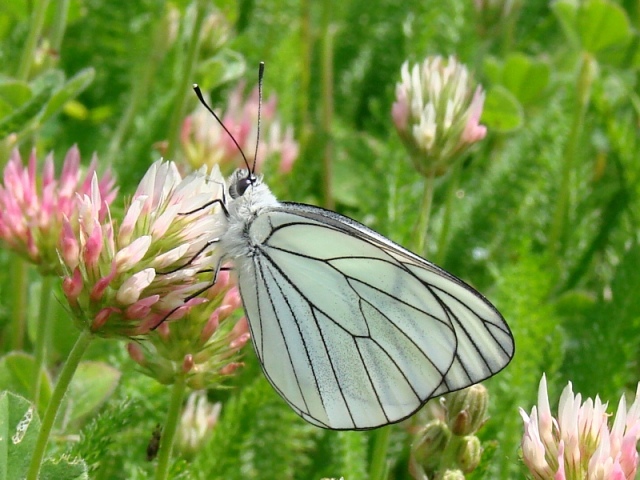 Aporia crataegi