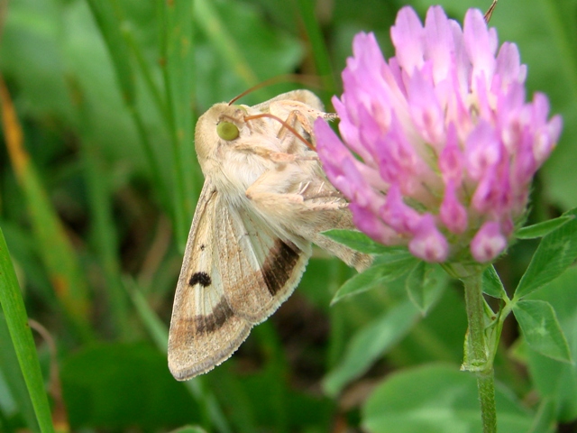 Helicoverpa armigera ?