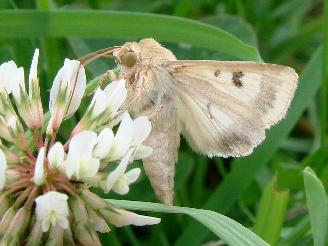 Helicoverpa armigera ?